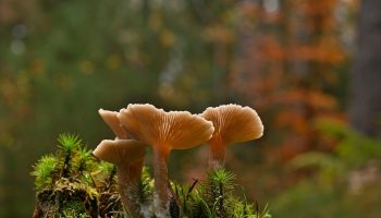 mushrooms-8401590_1280